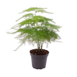 Asparagus 6cm Plumosus - Green Plant The Horti House