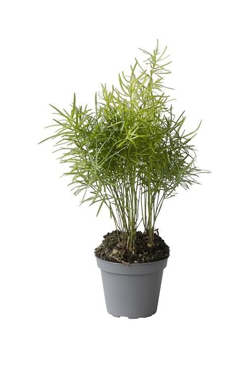 Asparagus 6cm Sprengeri - Green Plant The Horti House