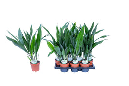 Aspidistra 14cm Elatior - Green Plant The Horti House