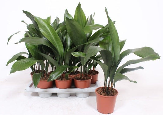 Aspidistra 14cm - Green Plant The Horti House