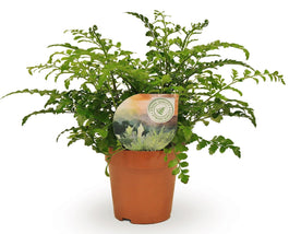 Asplenium 12cm Parvati - Green Plant The Horti House