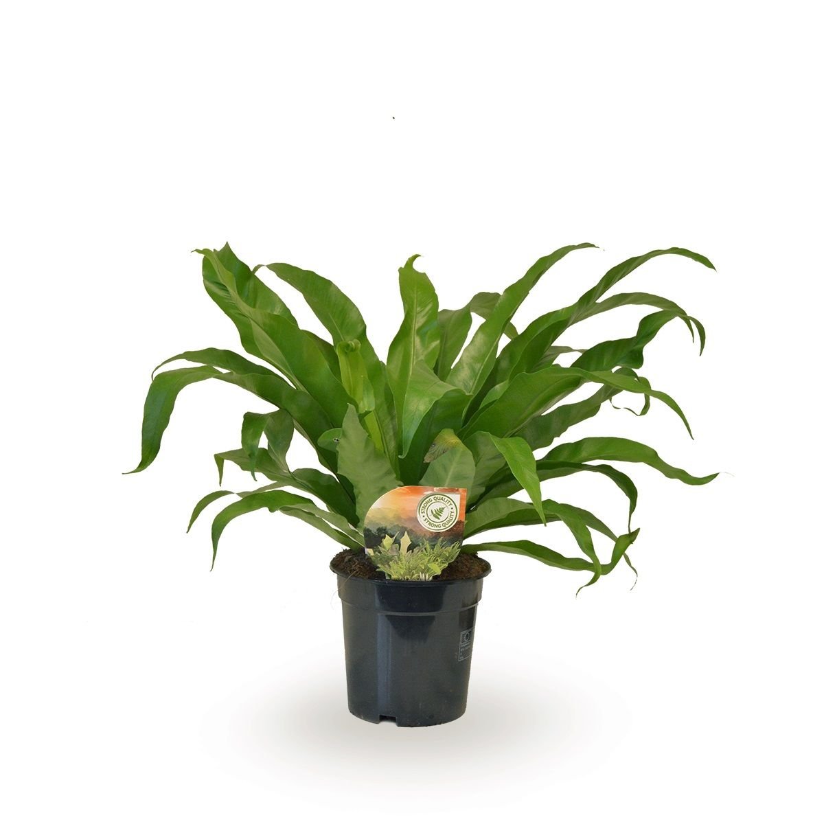 Asplenium 17cm Antiquum - Green Plant The Horti House