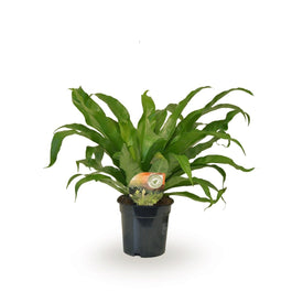 Asplenium 17cm Antiquum - Green Plant The Horti House