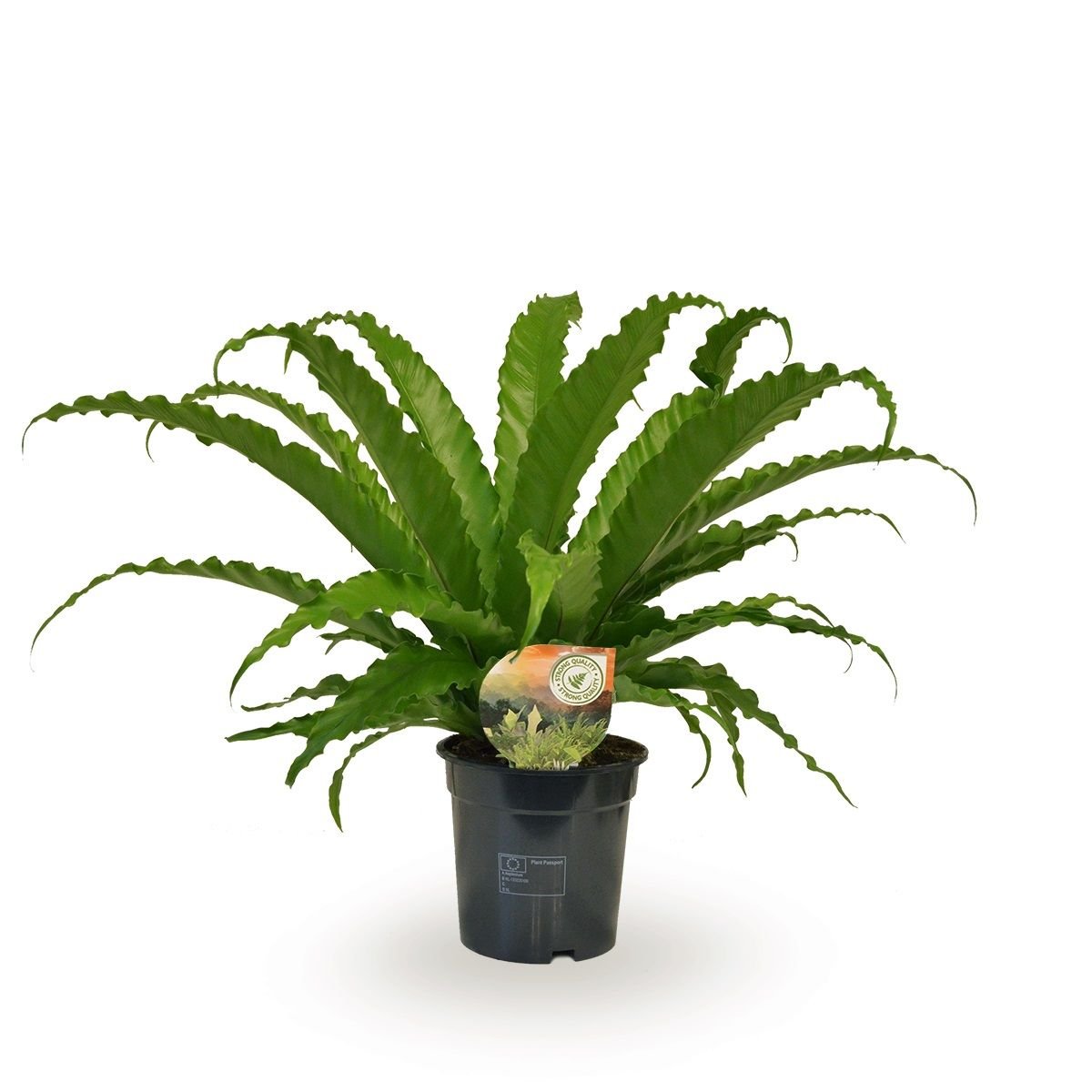 Asplenium 17cm Osaka - Green Plant The Horti House