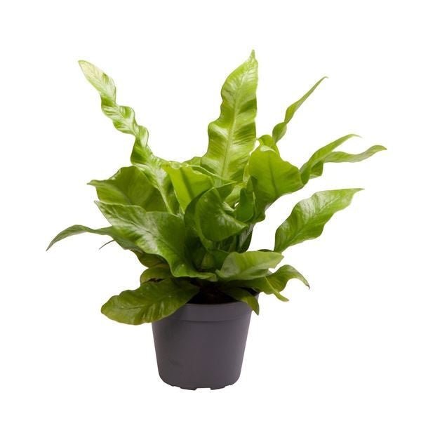 Asplenium 6cm Crispy Wave - Green Plant The Horti House