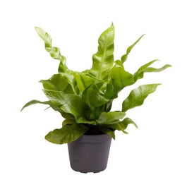 Asplenium 6cm Crispy Wave - Green Plant The Horti House