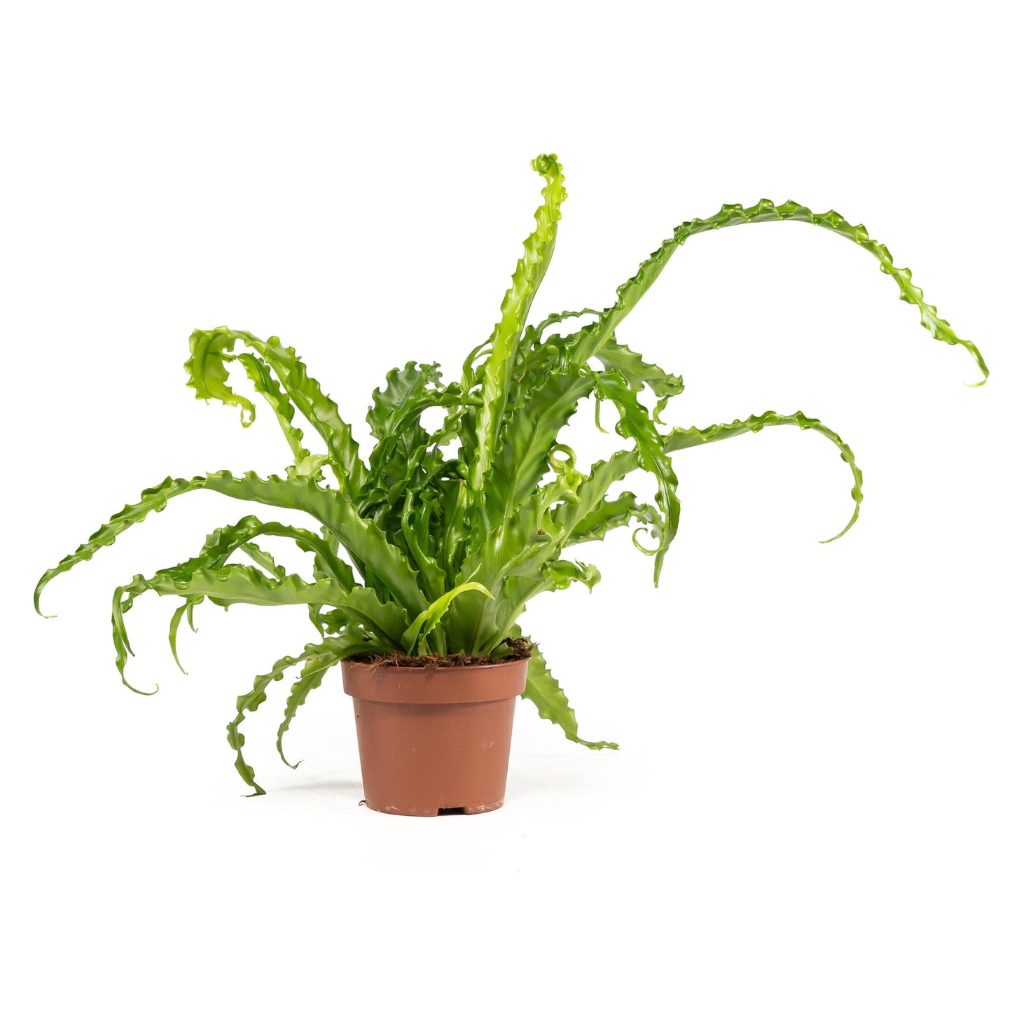 Asplenium 12cm Osaka - Green Plant The Horti House