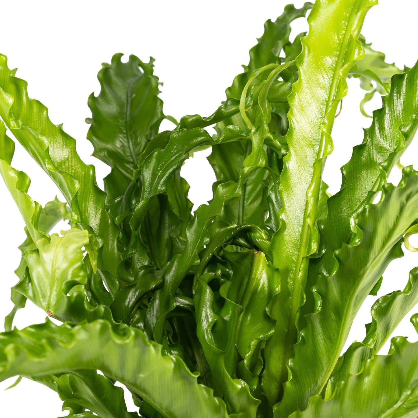 Asplenium 12cm Osaka - Green Plant The Horti House