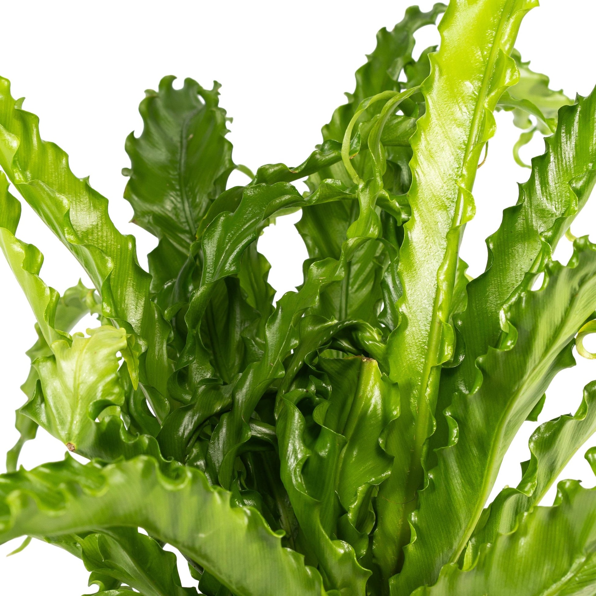 Asplenium 12cm Osaka - Green Plant The Horti House