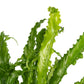 Asplenium 12cm Osaka - Green Plant The Horti House