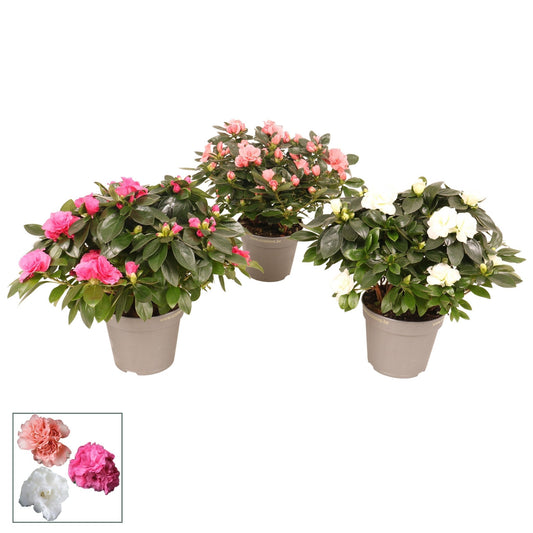 Azalea 12cm Flandresse Mix - Green Plant The Horti House