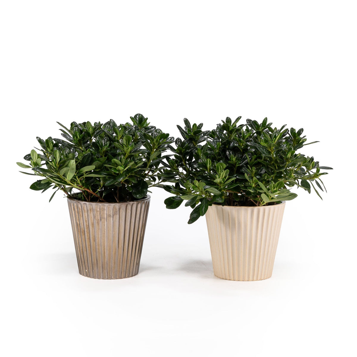 Azalea 13cm in Christmas Ceramic - Flowering The Horti House