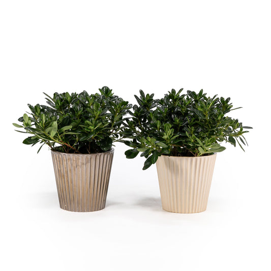 Azalea 13cm in Christmas Ceramic - Flowering The Horti House