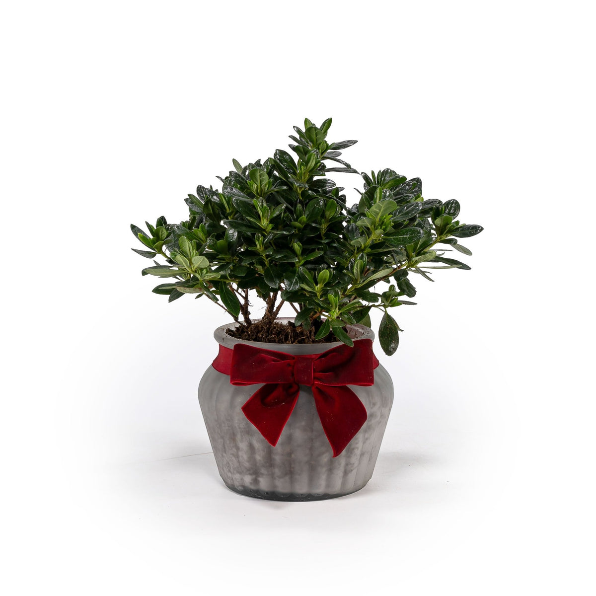 Azalea 13cm in Ribbed Glass - Added Value The Horti House