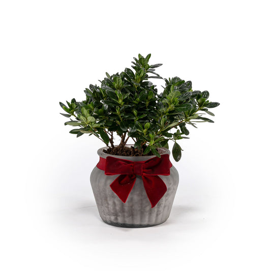 Azalea 13cm in Ribbed Glass - Added Value The Horti House