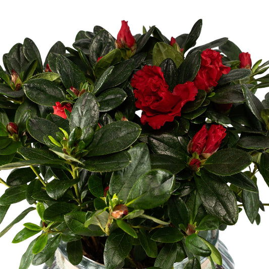 Azalea 13cm in Ribbed Glass - Flowering The Horti House