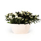 Azalea Duo in Artisan No.4 Planter - Flowering The Horti House