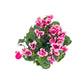 Cyclamen 10.5cm Seasonal Mix