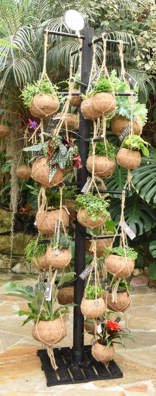 Kokodama Black Tree Large exclusief Kokodama's - Hanging The Horti House