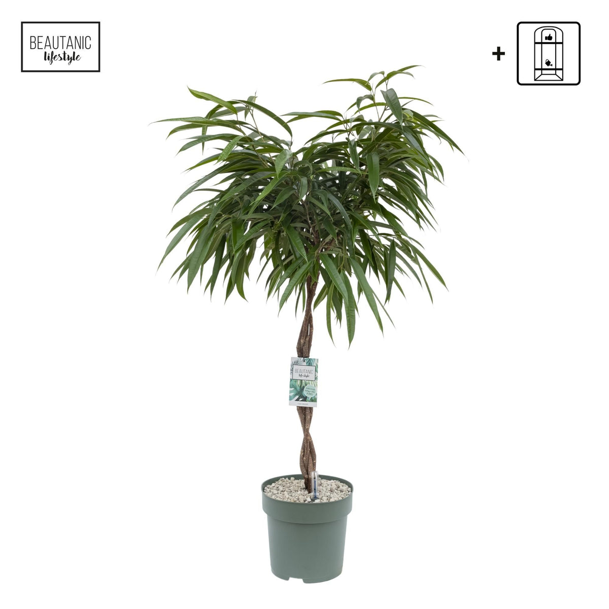 Ficus 27cm Mahori Hydro