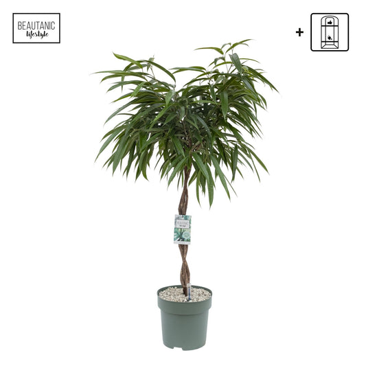 Ficus 27cm Mahori Hydro - Foliage The Horti House