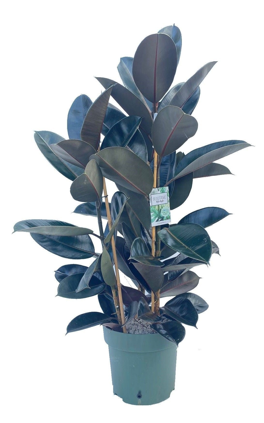 Ficus 30cm Mandela Bush Hydro - Hydroculture The Horti House