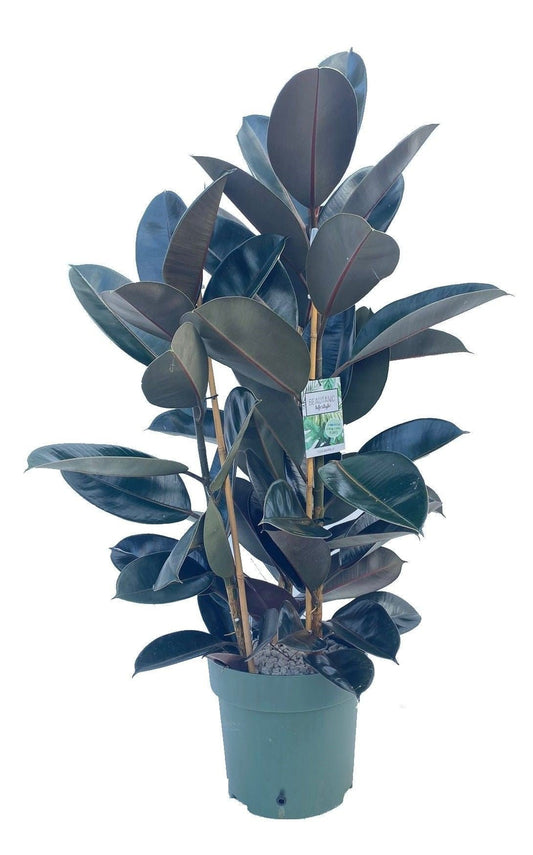 Ficus 30cm Mandela Bush Hydro - Hydroculture The Horti House