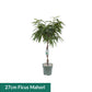 XL Hydro Plants Trolley Deal - XL Hydro Plants The Horti House