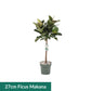 XL Hydro Plants Trolley Deal - XL Hydro Plants The Horti House