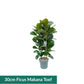 XL Hydro Plants Trolley Deal - XL Hydro Plants The Horti House