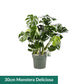 XL Hydro Plants Trolley Deal - XL Hydro Plants The Horti House