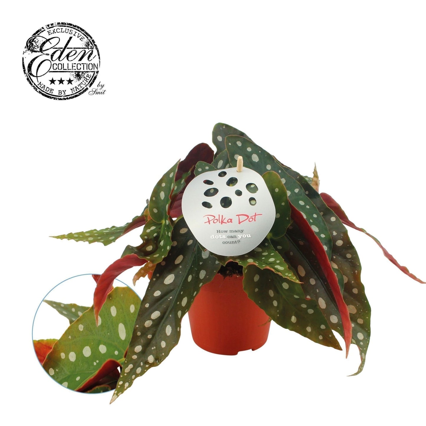 Begonia 12cm Maculata - Green Plant The Horti House
