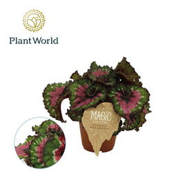 Begonia 12cm Rex Macarena - Green Plant The Horti House