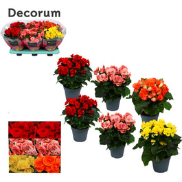 Begonia 14cm Hybrida Mix - Green Plant The Horti House