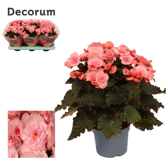 Begonia 14cm Hybride Joy Light Pink - Green Plant The Horti House
