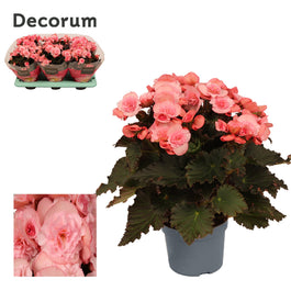 Begonia 14cm Hybride Joy Light Pink - Green Plant The Horti House