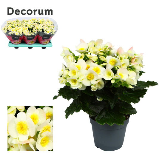Begonia 14cm Hybride Valentino White - Green Plant The Horti House