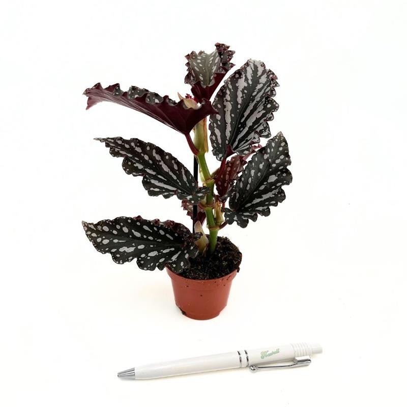 Begonia 6cm Maculata Mini Wings Mix - Green Plant The Horti House