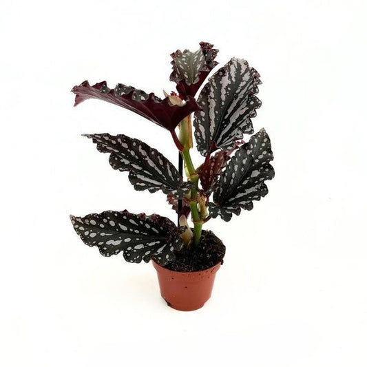 Begonia 6cm Maculata Mini Wings Mix - Foliage The Horti House