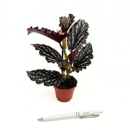 Begonia 6cm Maculata Mini Wings Mix - Green Plant The Horti House