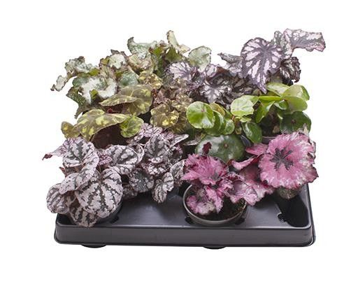 Begonia 6cm Rex Hybrid Mix - Green Plant The Horti House