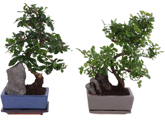 Bonsai 15cm Ceramic - Green Plant The Horti House
