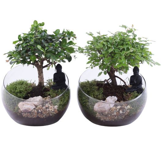 Bonsai 20cm Glass Vase - Green Plant The Horti House