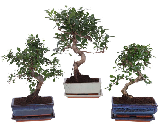 Bonsai 20cm Ceramic - Green Plant The Horti House
