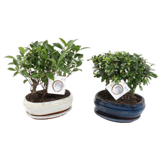 Bonsai 21cm Forest ceramic - Green Plant The Horti House