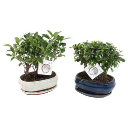 Bonsai 21cm Forest ceramic - Green Plant The Horti House
