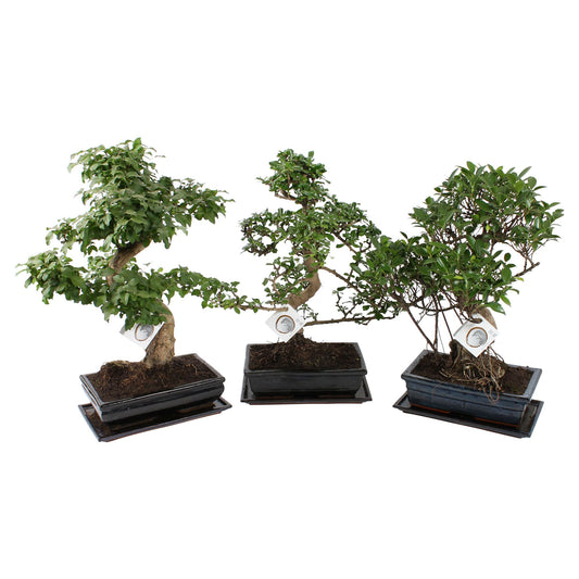 Bonsai 30cm Ceramic - Green Plant The Horti House