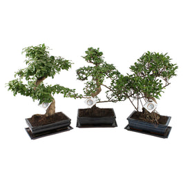 Bonsai 30cm Ceramic - Green Plant The Horti House