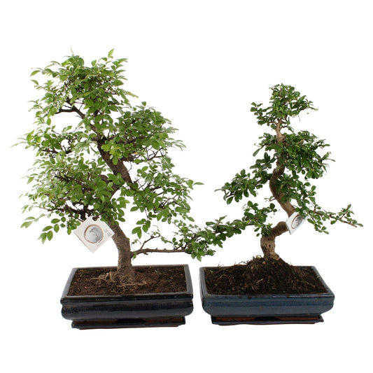 Bonsai 35cm in Ceramic with Saucer - Bonsai The Horti House