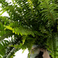 Boston Fern 12cm in Ribbed Glass - Green Plant The Horti House